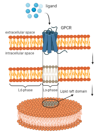 image: cell membrane
